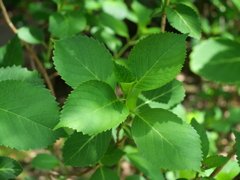 P1015043