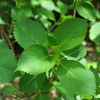 P1015043