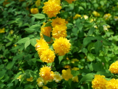 P1015008
