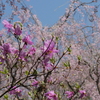 P1014279
