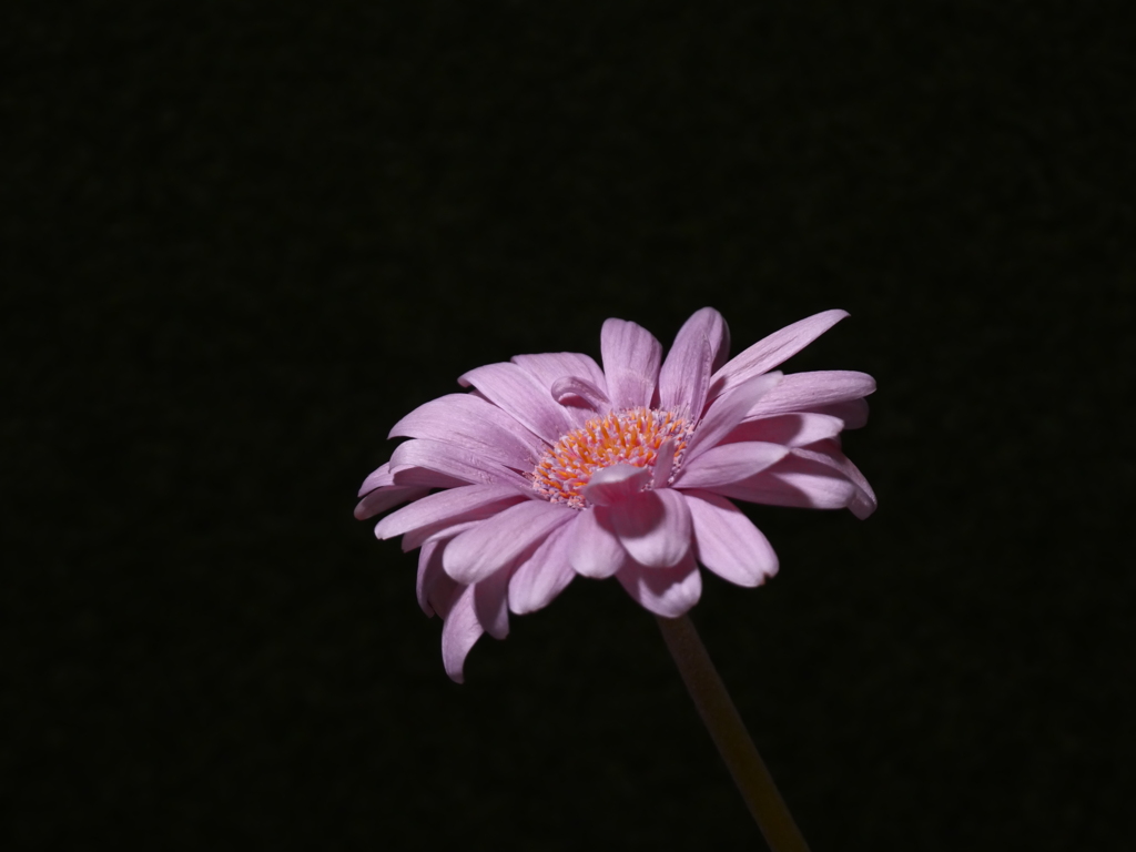 P1000021