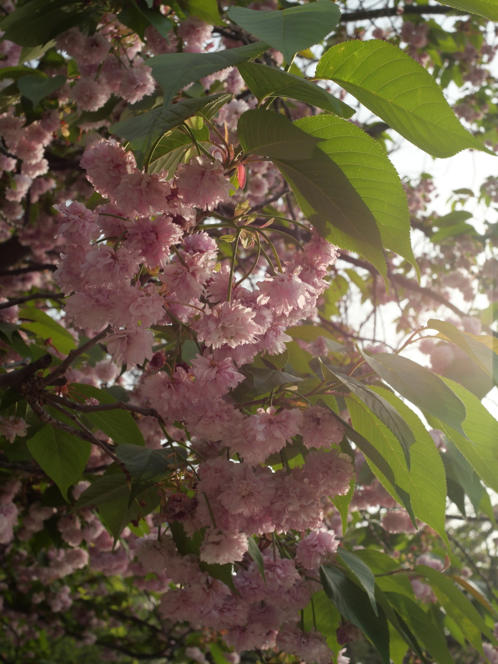 P1015426