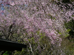 P1014117