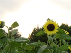 盛夏