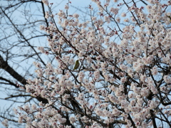 P1000511