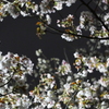 P1013066