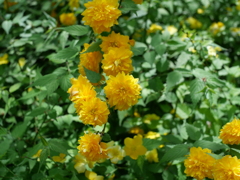 P1015009
