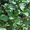 P1015042
