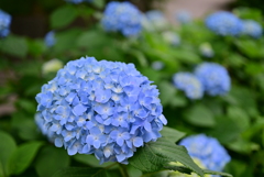 紫陽花