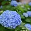 紫陽花