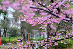 霙と河津桜