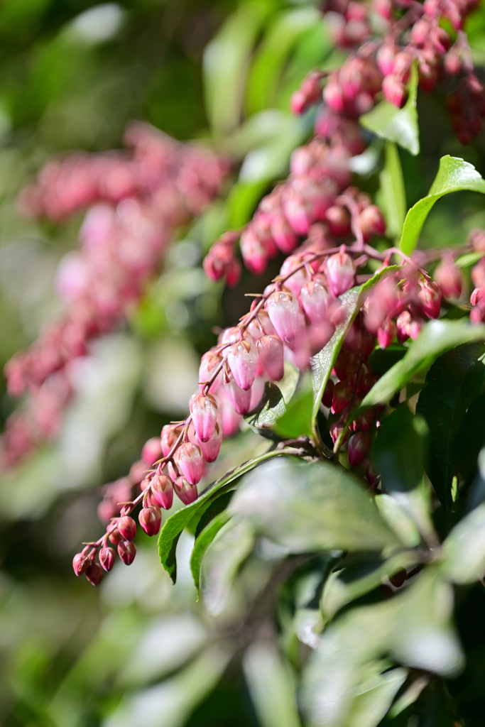 アセビ by Fura （ID：13380462） - 写真共有サイト:PHOTOHITO