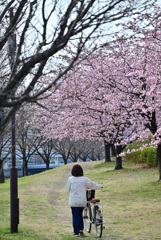桜の道を