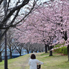桜の道を