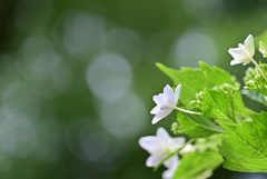 隅田の花火