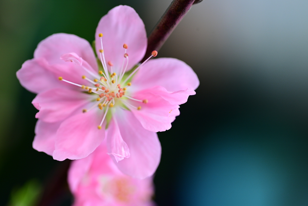 花桃