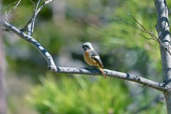 やっと出会えた