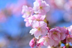 河津桜