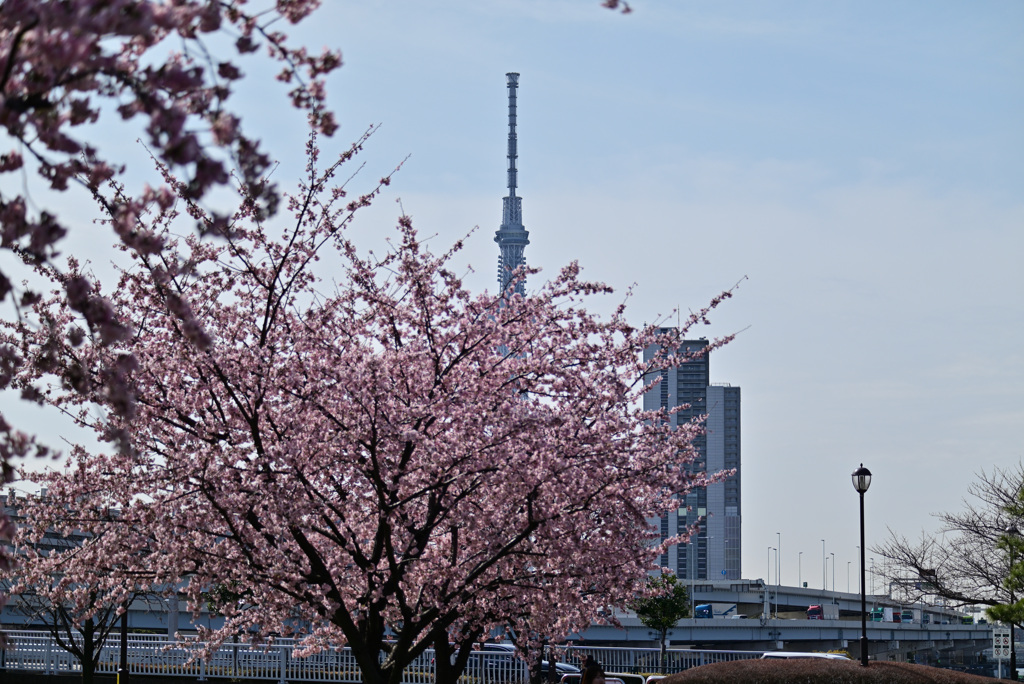 汐入公園からのスカイツリー