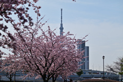 汐入公園からのスカイツリー