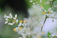 南天の花