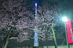 夜の桜とスカイツリー
