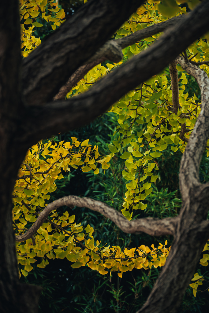 黄色くても紅葉