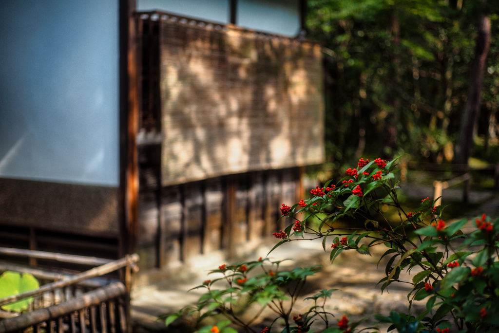 千両に目が眩む