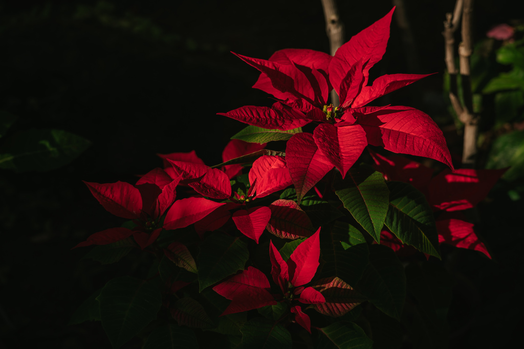 私の心は燃えている