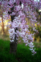 枝垂れ桜