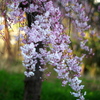 枝垂れ桜