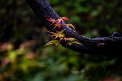 初紅葉