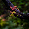 初紅葉