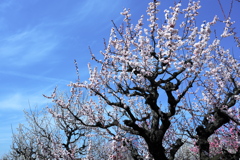 青空に向かって
