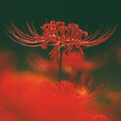 相思花