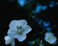 槿花一朝の夢