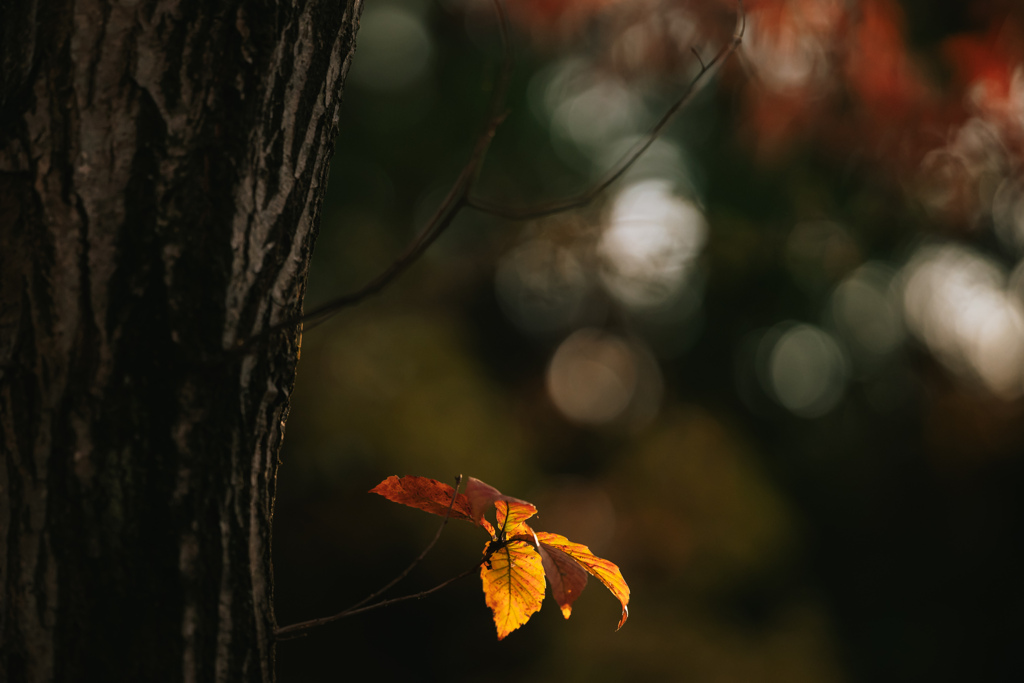 終わりゆく季節の詩