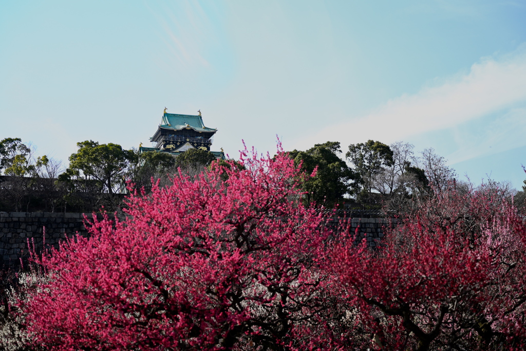 鹿児島紅