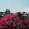 鹿児島紅