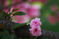 八重の桜