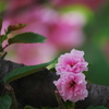 八重の桜