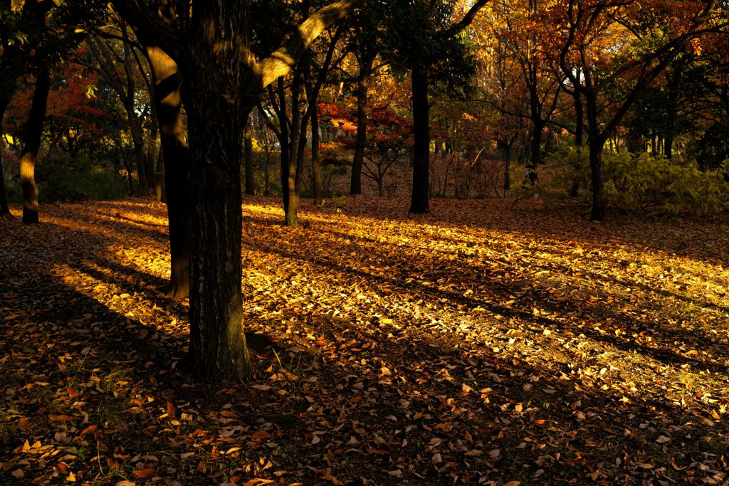 夕暮れの森