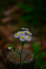 可愛い雑草