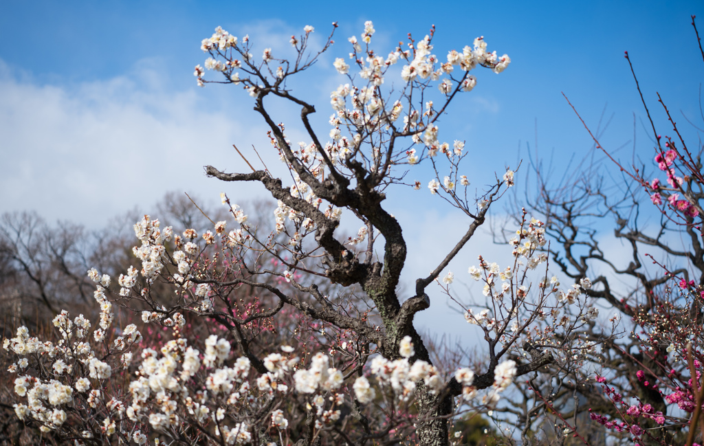 青空に映える早咲き梅