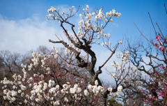 青空に映える早咲き梅