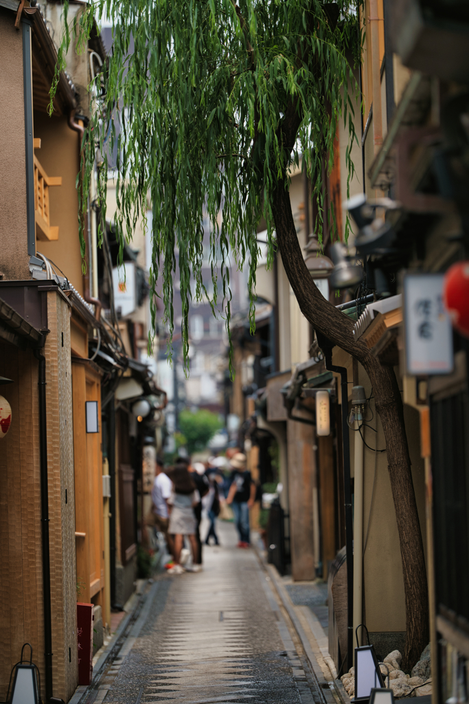 先斗町の柳