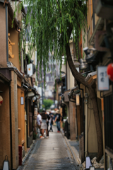 先斗町の柳