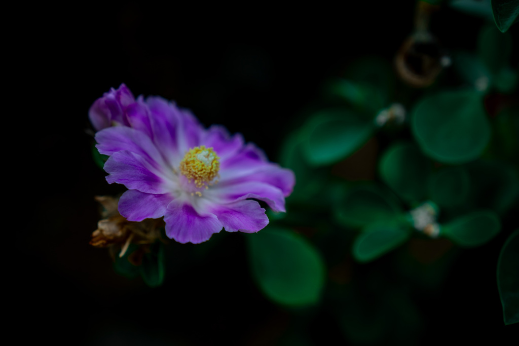 サボテンの花