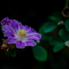 サボテンの花