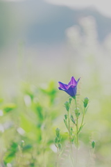 変わらぬ愛